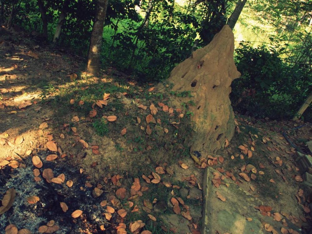 Hidden Well Hiriketiya Pansiyon Dikwella Dış mekan fotoğraf